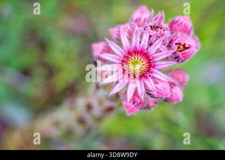 Common Houseleek (Sempervivum tectorum) — Roof Houseleek Rosette Foto Stock