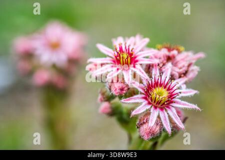 Common Houseleek (Sempervivum tectorum) — Roof Houseleek Rosette Foto Stock