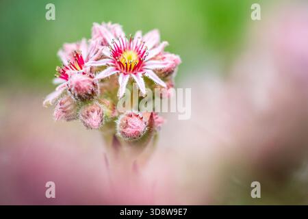 Common Houseleek (Sempervivum tectorum) — Roof Houseleek Rosette Foto Stock