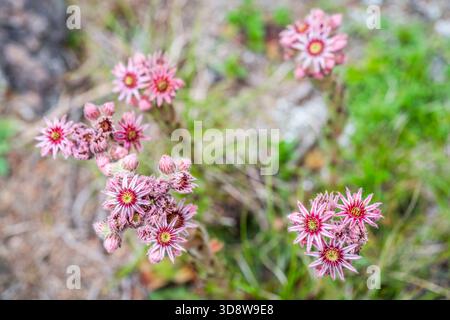 Common Houseleek (Sempervivum tectorum) — Roof Houseleek Rosette Foto Stock