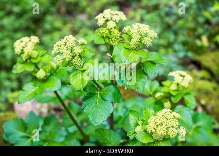 Alexanders (Smyrnium olusatrum) — Flowering Umbellifer Foto Stock