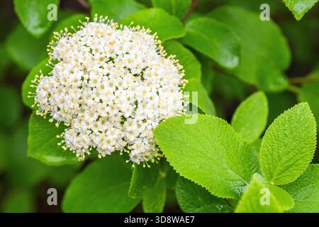Wayfaring Tree (Viburnum lantana) in Flower Foto Stock