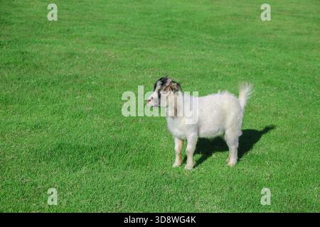 piccola capra bianca in piedi sull'erba verde. Foto Stock