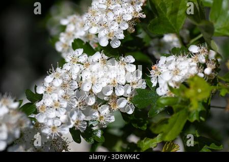 Fiori di maggio bianco che crescono sull'albero del biancospino visto da vicino. Foto Stock