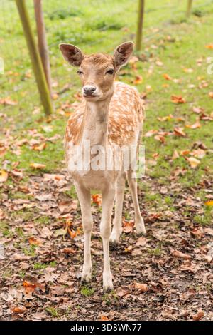 Un giovane cervo a riposo (Dama dama) in piedi su foglie cadute in una radura forestale all'inizio dell'autunno Foto Stock