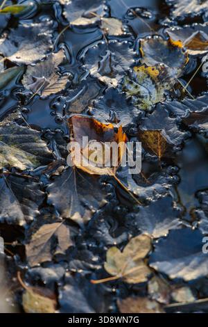 Un'unica foglia di Populus tremula (aspen) che poggia sull'acqua scura dello stagno, tenendo una grande goccia limpida che riflette gli alberi circostanti Foto Stock