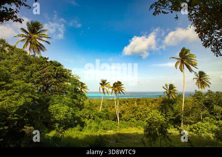 Un paradiso tropicale perfetto sull'isola di San Andres, caratterizzato da palme e i bellissimi sette colori del mare. Foto Stock