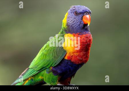 Primo piano dell'Australian Rainbow Lorikeet Foto Stock