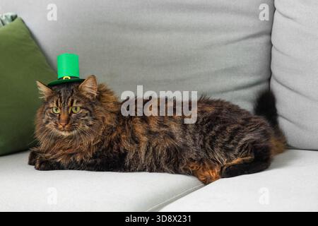 Simpatico gatto in cappello da leprechaun per la festa di San Patrizio sul divano di casa Foto Stock