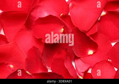 Petali di rosa rossi come sfondo Foto Stock