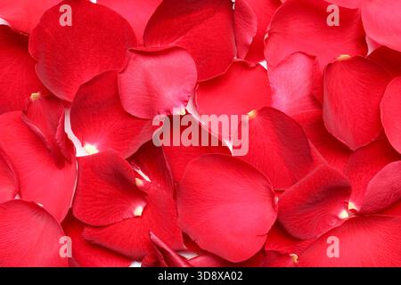 Petali di rosa rossi come sfondo Foto Stock