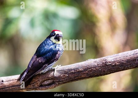 Picchio di mais (Melanerpes formicivorus), uccello nell'habitat naturale, San Gerardo de Dota, fauna selvatica e birdwatching in Costa Rica. Foto Stock