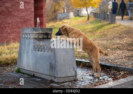 Un cane marrone sta bevendo acqua da una fontana. Il cane guarda l'acqua e la fontana si trova vicino a un marciapiede Foto Stock
