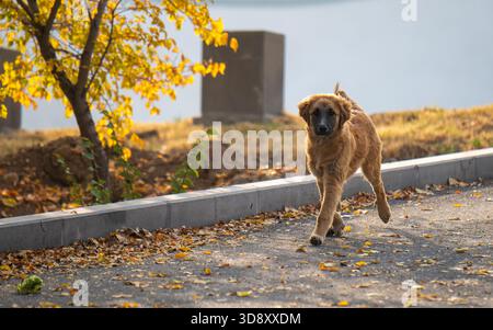 Un cane marrone sta correndo per strada. Il cane è marrone e ha un naso nero. La strada è costeggiata da alberi e ha un cimitero sullo sfondo Foto Stock
