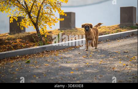 Un cane bruno sta camminando su un marciapiede vicino a un albero. Il cane sta guardando la telecamera Foto Stock