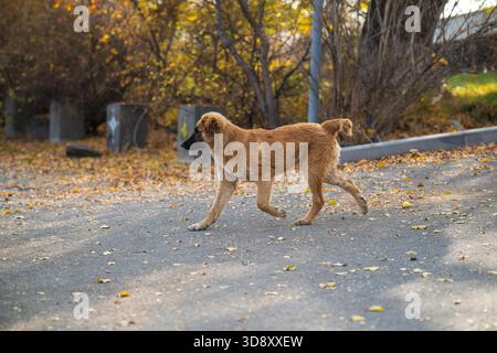 Un cane marrone sta camminando lungo una strada. Il cane è al guinzaglio e cammina sul marciapiede Foto Stock