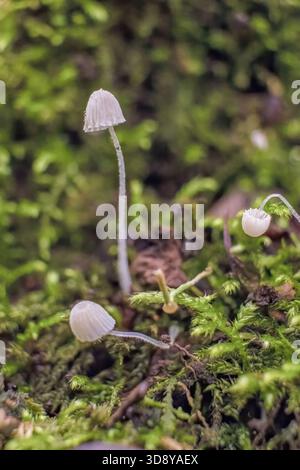Tre minuscoli funghi bianchi che crescono tra il muschio su un tronco di albero, in una foresta nelle montagne andine orientali della Colombia Foto Stock