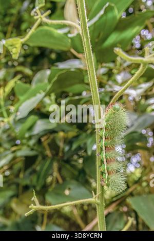 Un bruco saturniidae per lo più verde che strizza su un tronco selvatico di mora, in una foresta nelle montagne andine orientali della Colombia centrale Foto Stock