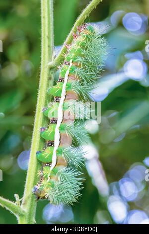 Un bruco saturniidae per lo più verde che strizza su un tronco selvatico di mora, in una foresta nelle montagne andine orientali della Colombia centrale Foto Stock