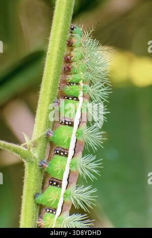 Un bruco saturniidae per lo più verde che strizza su un tronco selvatico di mora, in una foresta nelle montagne andine orientali della Colombia centrale Foto Stock