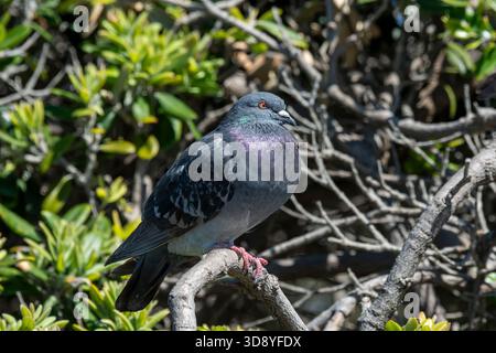 Laguna Beach, California. Un piccione di roccia, Columba livia, arroccato su un ramo d'albero Foto Stock