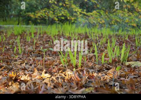 Nuova coltivazione di erba da asciugare le foglie nella foresta Foto Stock