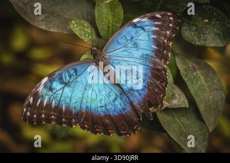 Blu Peleides morfo butterfly noto anche come Morpho peleides Foto Stock
