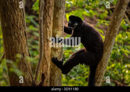 Un lembo nero maschile dagli occhi blu seduto su un albero e che fissa con attenzione il Madagascar. Foto Stock