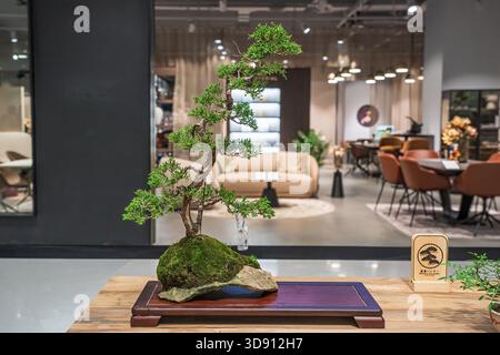 Un albero di bonsai in vaso. Un albero bonsai incredibilmente bello decorato con una figura simile a un salvia o un bunjin su una tribuna di legno. Foto Stock