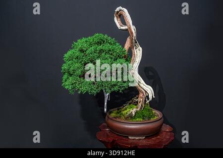 Un albero di bonsai in vaso. Un albero bonsai incredibilmente bello decorato con una figura simile a un salvia o un bunjin su una tribuna di legno. Foto Stock