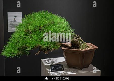 Un albero di bonsai in vaso. Un albero bonsai incredibilmente bello decorato con una figura simile a un salvia o un bunjin su una tribuna di legno. Foto Stock