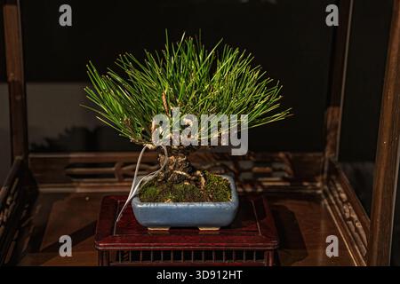 Un albero di bonsai in vaso. Un albero bonsai incredibilmente bello decorato con una figura simile a un salvia o un bunjin su una tribuna di legno. Foto Stock