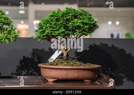 Un albero di bonsai in vaso. Un albero bonsai incredibilmente bello decorato con una figura simile a un salvia o un bunjin su una tribuna di legno. Foto Stock