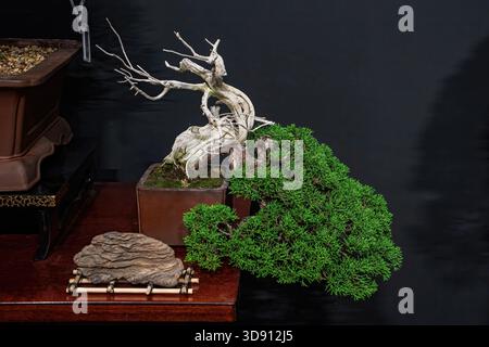 Un albero di bonsai in vaso. Un albero bonsai incredibilmente bello decorato con una figura simile a un salvia o un bunjin su una tribuna di legno. Foto Stock