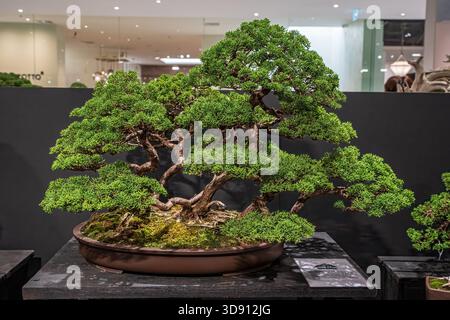 Un albero di bonsai in vaso. Un albero bonsai incredibilmente bello decorato con una figura simile a un salvia o un bunjin su una tribuna di legno. Foto Stock