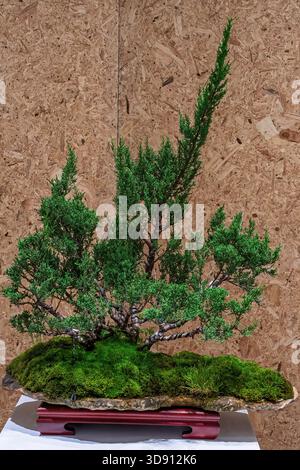 Un albero di bonsai in vaso. Un albero bonsai incredibilmente bello decorato con una figura simile a un salvia o un bunjin su una tribuna di legno. Foto Stock