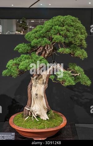 Un albero di bonsai in vaso. Un albero bonsai incredibilmente bello decorato con una figura simile a un salvia o un bunjin su una tribuna di legno. Foto Stock