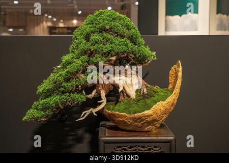 Un albero di bonsai in vaso. Un albero bonsai incredibilmente bello decorato con una figura simile a un salvia o un bunjin su una tribuna di legno. Foto Stock