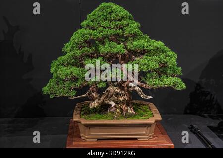 Un albero di bonsai in vaso. Un albero bonsai incredibilmente bello decorato con una figura simile a un salvia o un bunjin su una tribuna di legno. Foto Stock