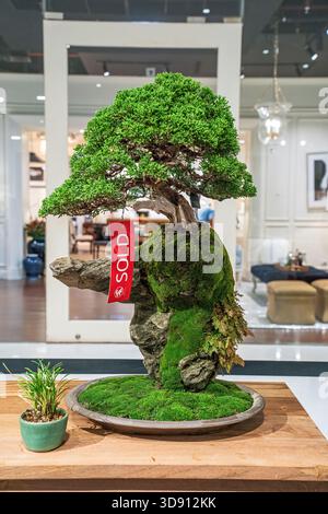Un albero di bonsai in vaso. Un albero bonsai incredibilmente bello decorato con una figura simile a un salvia o un bunjin su una tribuna di legno. Foto Stock