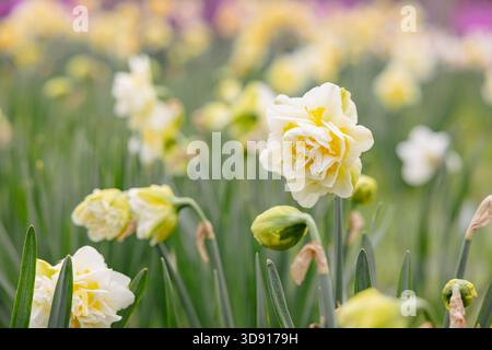 Primo piano di fiori bianchi di narciso a doppio narciso che fioriscono nel campo del giardino primaverile con sfondo bokeh morbido. Bella natura floreale fresca. Foto Stock