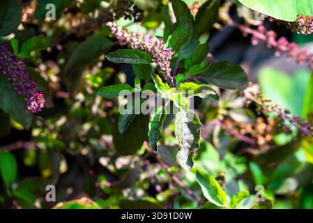 Pianta di Tulsi o pianta di basilico Santo con foglie e fiori in orientamento orizzontale Foto Stock