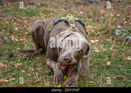 Ritratto di Gray Weimaraner Dog masticando e mordendo un grande bastone di legno in bocca su un terreno boschivo erboso Foto Stock