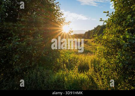 Un bellissimo paesaggio rurale. Tramonto. La luce del sole splende tra gli alberi. Mucche che pascolano in un prato. Slajszewo, Polonia Foto Stock