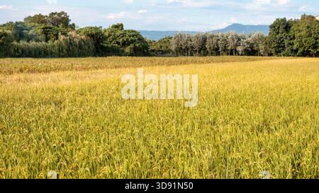 Risaie dorate che ondeggiano al tramonto di giorno, vista panoramica della risaia maturata in campagna. Foto Stock
