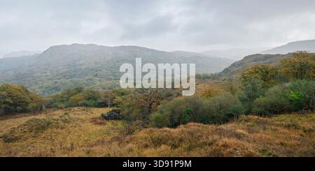 vista mozzafiato sul Killarney National Park, con erbe dorate, montagne nebbiose e una valle boscosa in autunno. Foto Stock