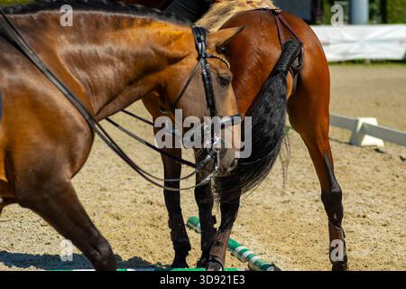 Primo piano di una coda di cavallo intrecciata e di quarti posteriori Foto Stock