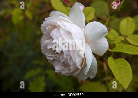 Rose Saint Cecillia Foto Stock