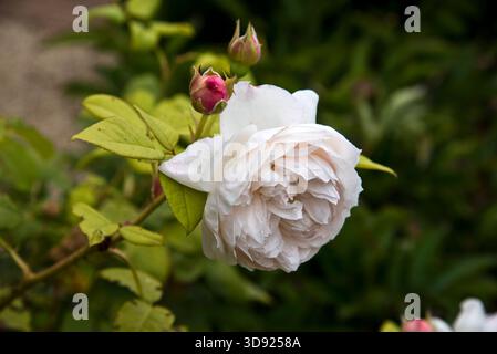 Rose Saint Cecillia Foto Stock