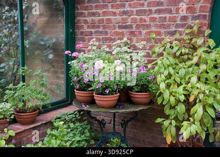 Una collezione di Pelargonium e altre piante da interno che crescono in una serra. Foto Stock